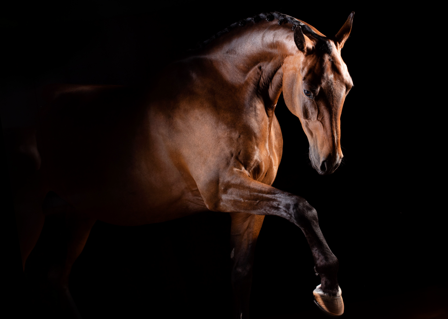 Cheval de saut d'obstacles